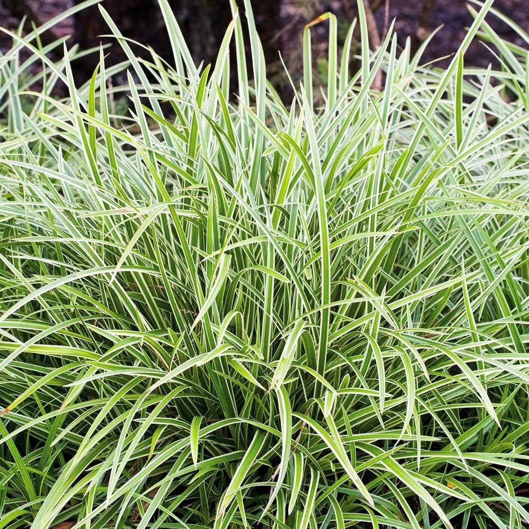 Осока морроу (carex morrowii ). Осока морроу вариегата. Осока морроу (carex morrowii ). Осока variegata. Осока морроу (carex morrowii ).