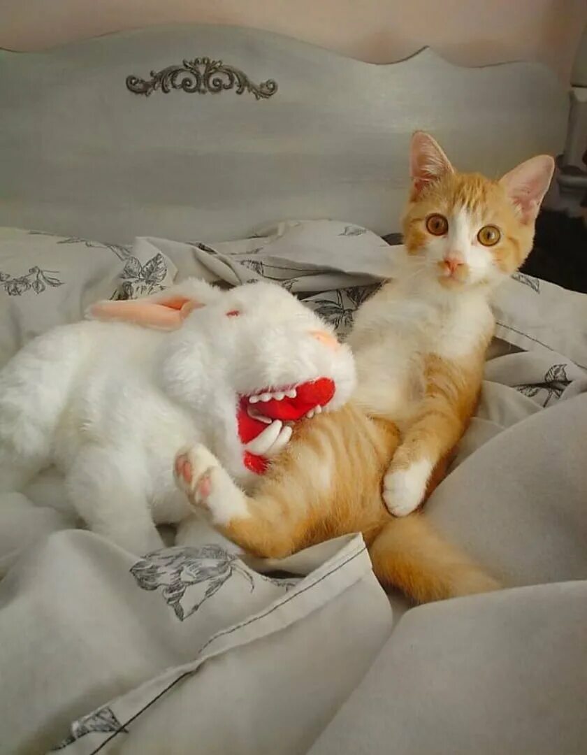 Включи самый лучший кот. Коты юмор. шутки и приколы про животных. смешные животные с надписями до слёз. смешные анекдоты с животными.