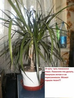 Драцена опустила листья что делать