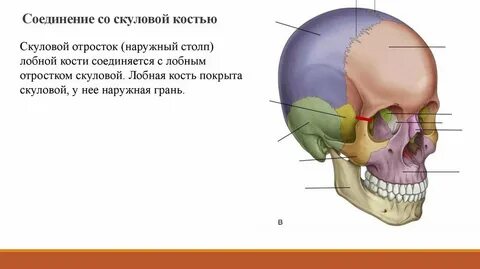 Большая скуловая кость