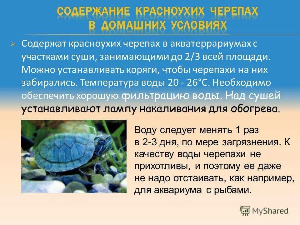 Сколько без воздуха черепах