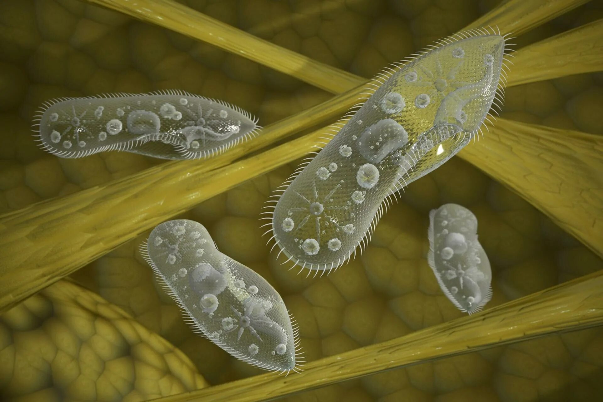 Одноклеточные инфузория туфелька. Инфузория туфелька Paramecium caudatum. Инфузория стилонихия. Одноклеточные организмы инфузория туфелька.