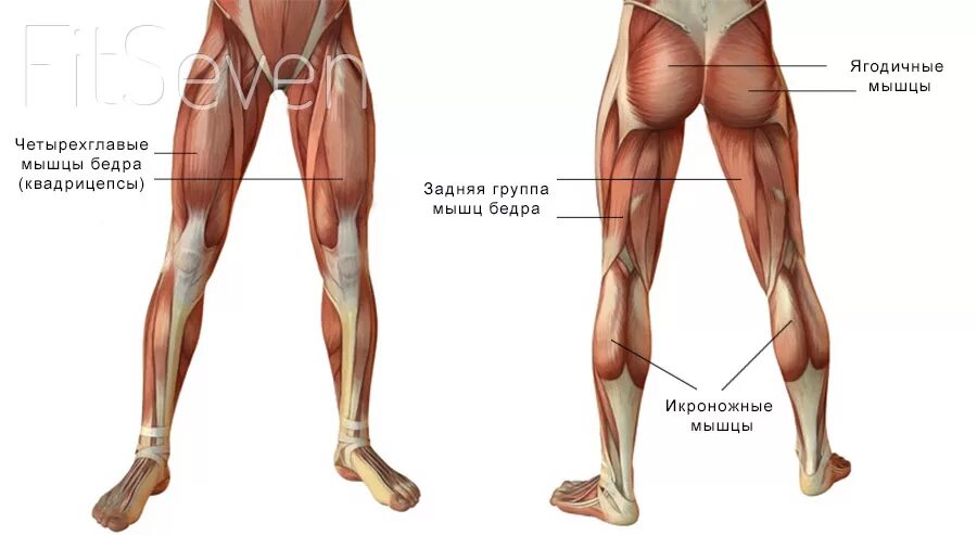 Что означает ляшки. Мышцы ног. Мышцы ног названия. Строение мышц ног. Мышцы ног анатомия.