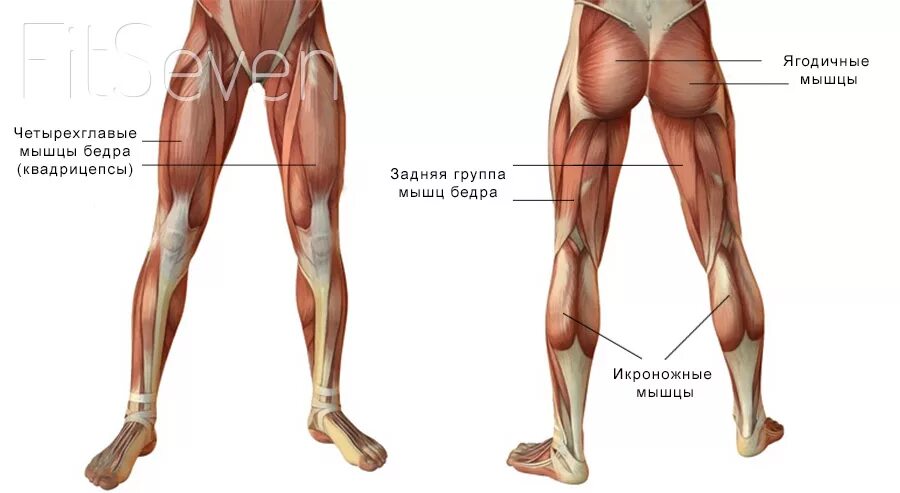 Что такое ляшки. Мышцы ног. Мышцы ног названия. Строение мышц ног. Мышцы ног анатомия.