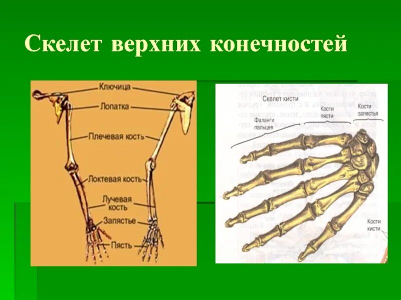 Скелет свободной верхней конечности анатомия. Скелет верхней конечности свободная конечность. Скелет пояса верхних конечностей. Скелет плечевого пояса и свободной верхней конечности. Скелет верхних конечностей скелет плечевого пояса