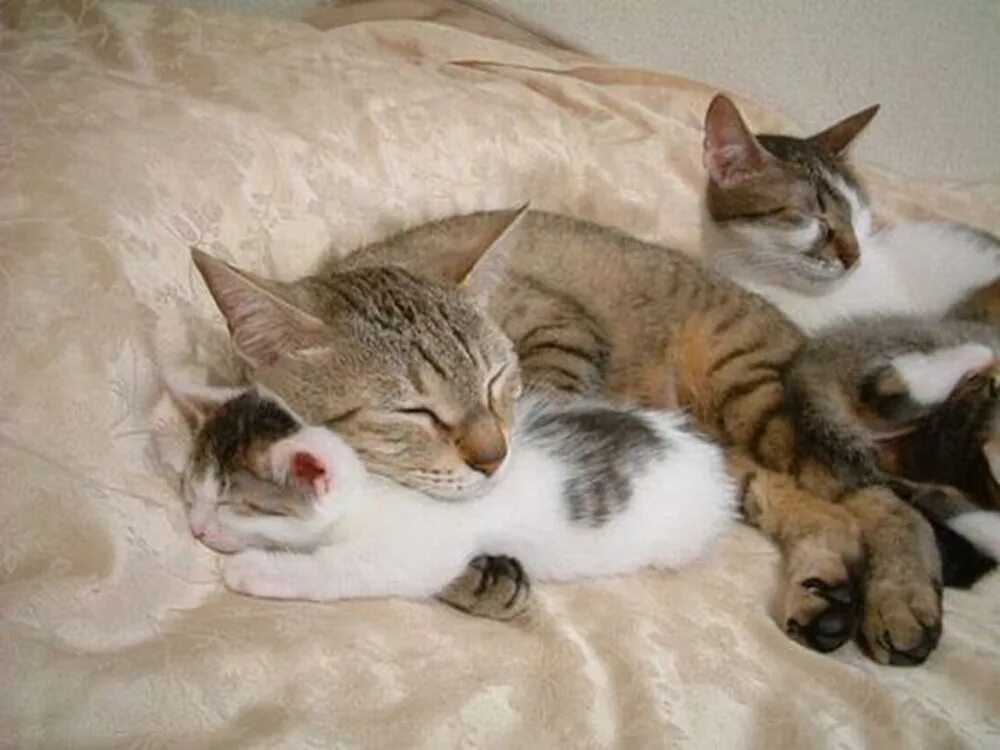 Мама котя. Мама кошка и котенок. Домашняя кошка с котятами. Кошка с котятами. Мама котя.