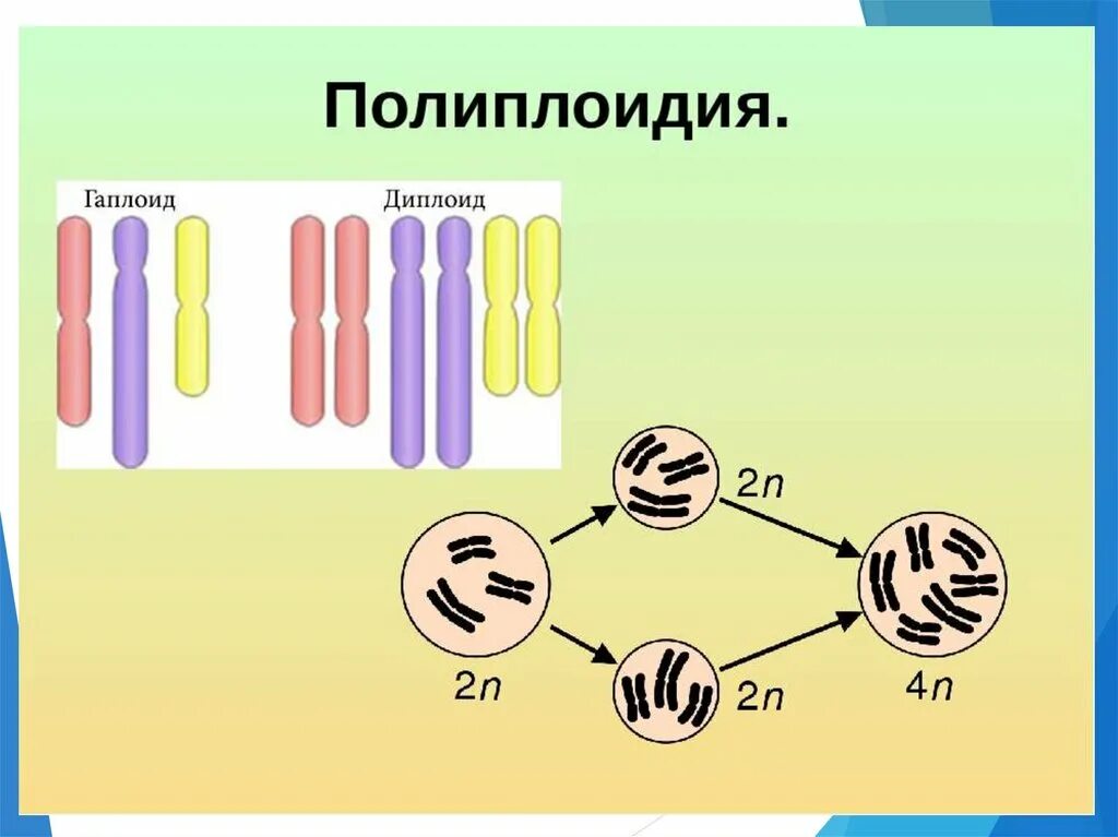 Полиплоидия. Полиплоидный набор хромосом это. Образование полиплоидных клеток. Полиплоидные клетки. Деление тетраплоидной клетки