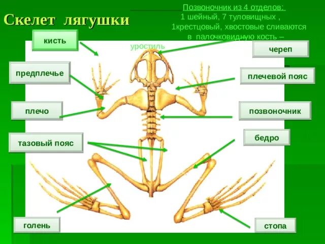 Скелет лягушки отделы скелета. Уростиль в скелете лягушки. Скелет лягушки плечевой пояс. Скелет лягушки таблица 7 класс. Скелет передних конечностей лягушки