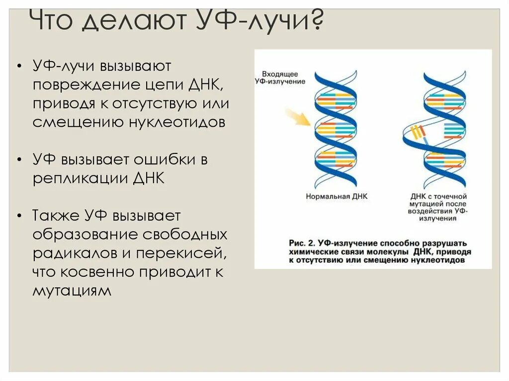 Изменение структуры молекулы днк под воздействием ультрафиолетовых. Нарушение структуры днк. поврежденная структура днк. влияние уф-излучения на днк. воздействие радиации на днк.
