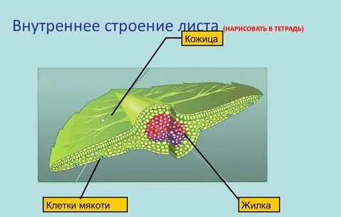 Строение листа вопросы