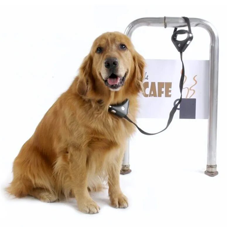 Рабыня собачка на поводке. Dog leash 2012. Питомец на поводке. Dog leash 2012. Собака gun dog.