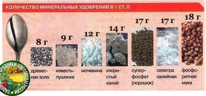 Сколько граммов удобрений в 1 столовой ложке таблица. Мера удобрений в столовой ложке таблица. Сколько грамм удобрения в чайной ложке таблица. Сколько грамм удобрения в столовой ложке таблица.