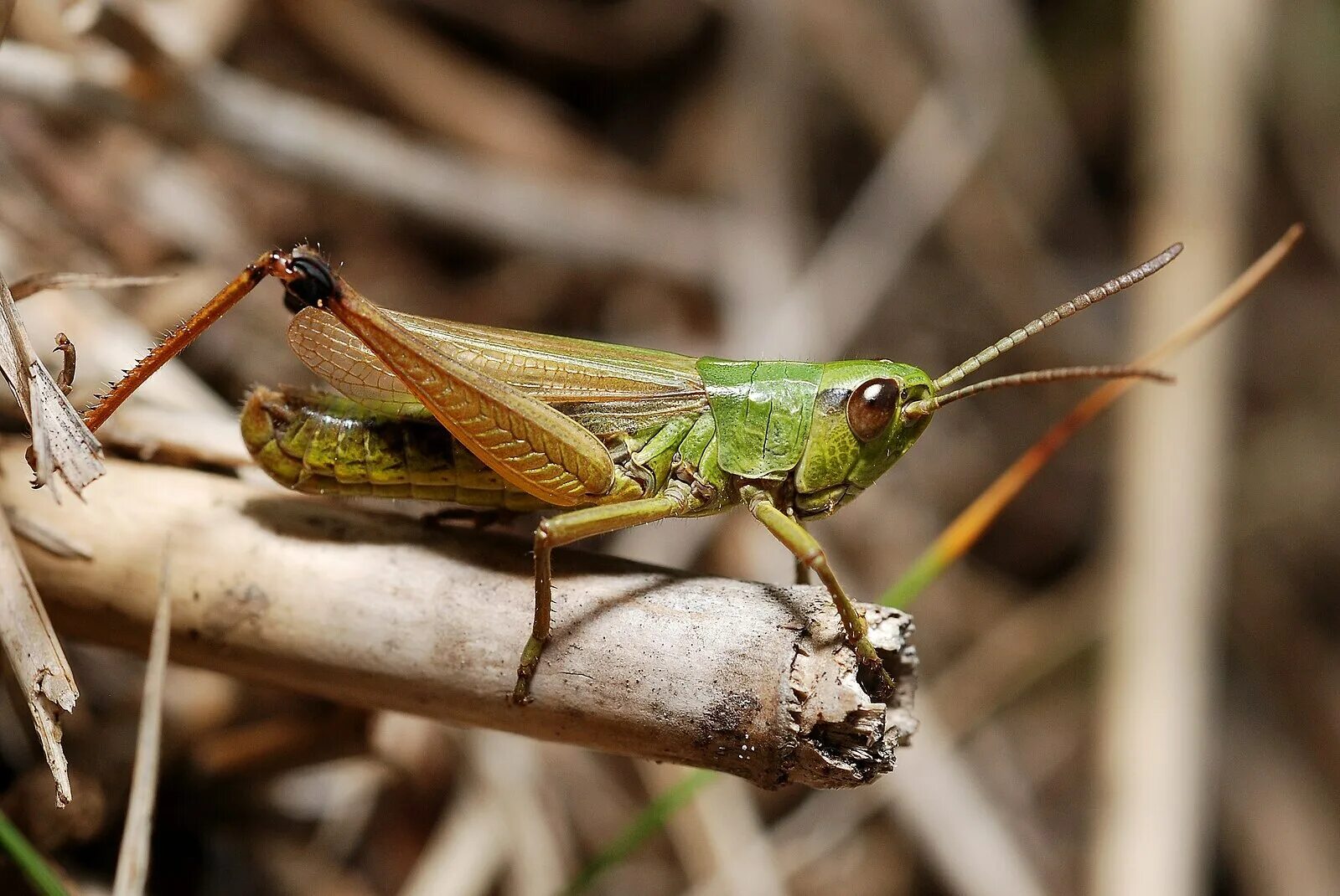 Отряд прямокрылые примеры. Chorthippus montanus. конек усатый (chorthippus macrocerus). лесной конек chothippus montanu. короткоусые прямокрылые.