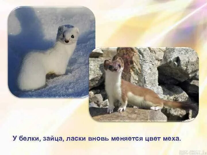 Какие животные линяют и меняют окраску. Меняет цвет меха. Какие животные меняют окраску меха. Животные меняют цвет зимой. Заяц меняет цвет шубки.
