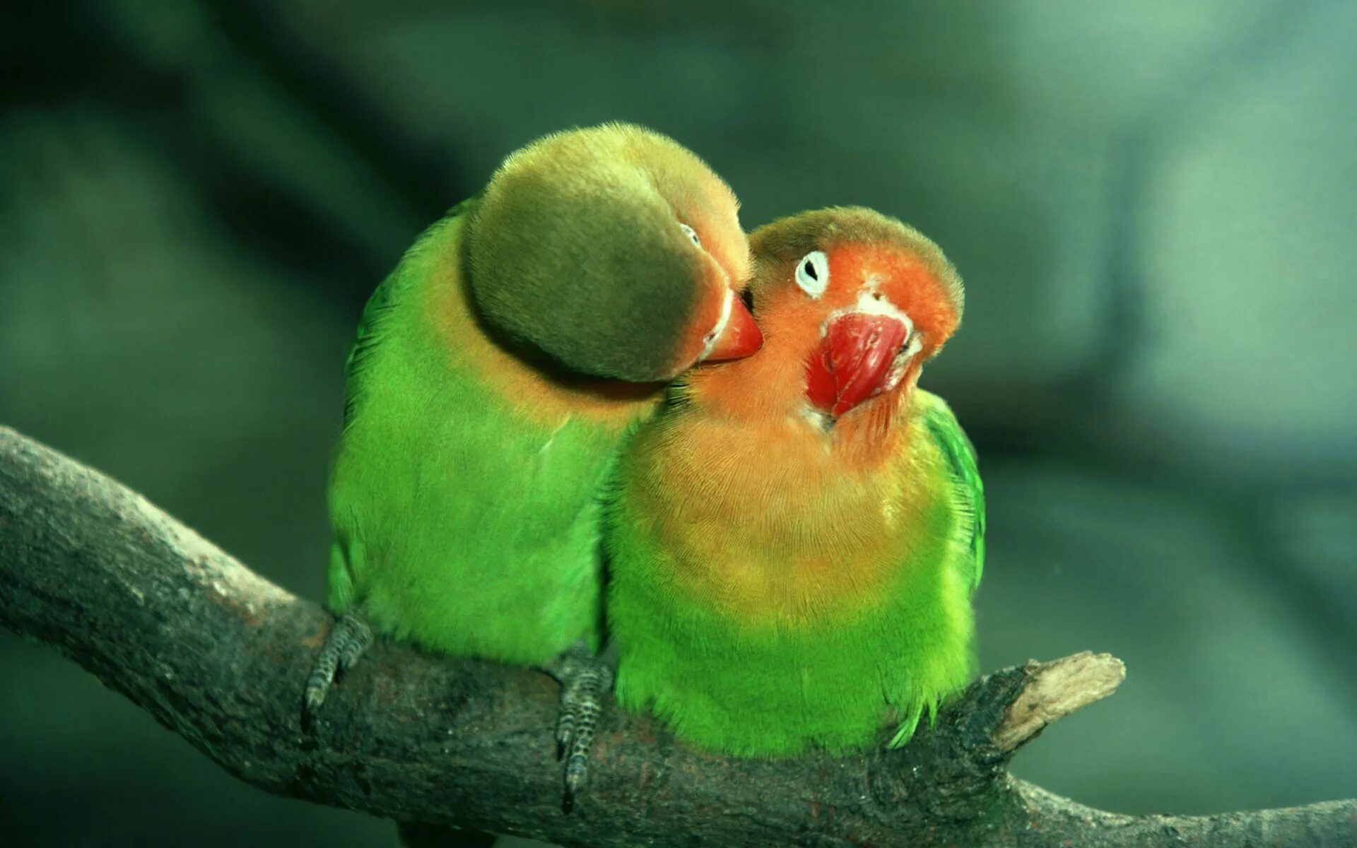 Nice birds. Любовь птиц фото. Птички обнимаются картинки. Птица целует щеки.
