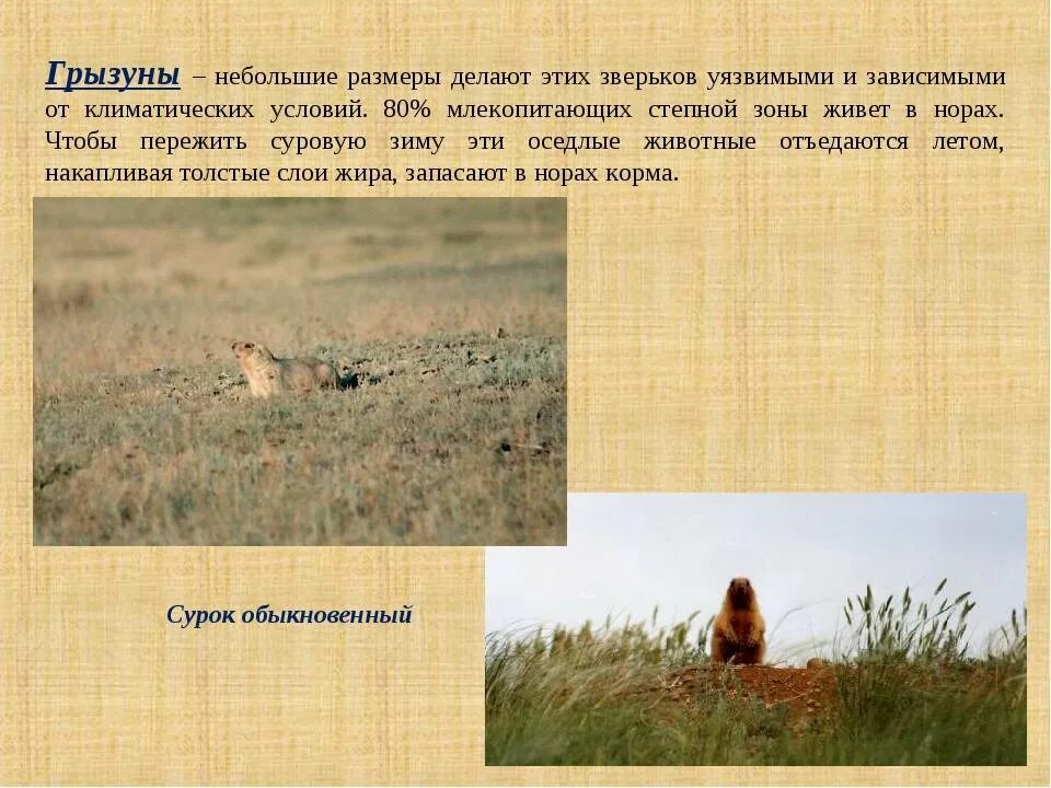 Представители зоны степей. Степь и ее обитатели. животные степной зоны. животные степной растительности. зона степей животных.