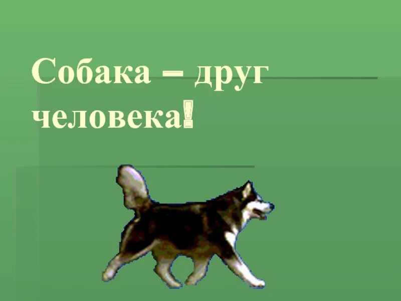 Собака друг. Собака друг собака враг. Собаки враги. Картинки на тему собака друг человека. Почему собаку называют лучшим другом человека.