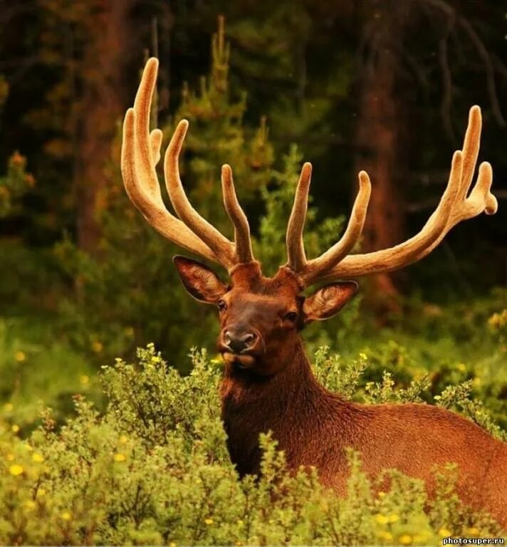 алтайский олень марал. марал олень изюбрь. благородный олень марал. благородный олень марал. благородный олень алтай.