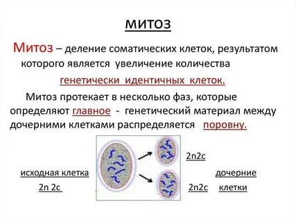 Митоз и его биологическое значение