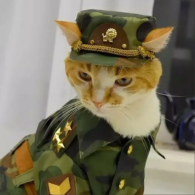 Army cat