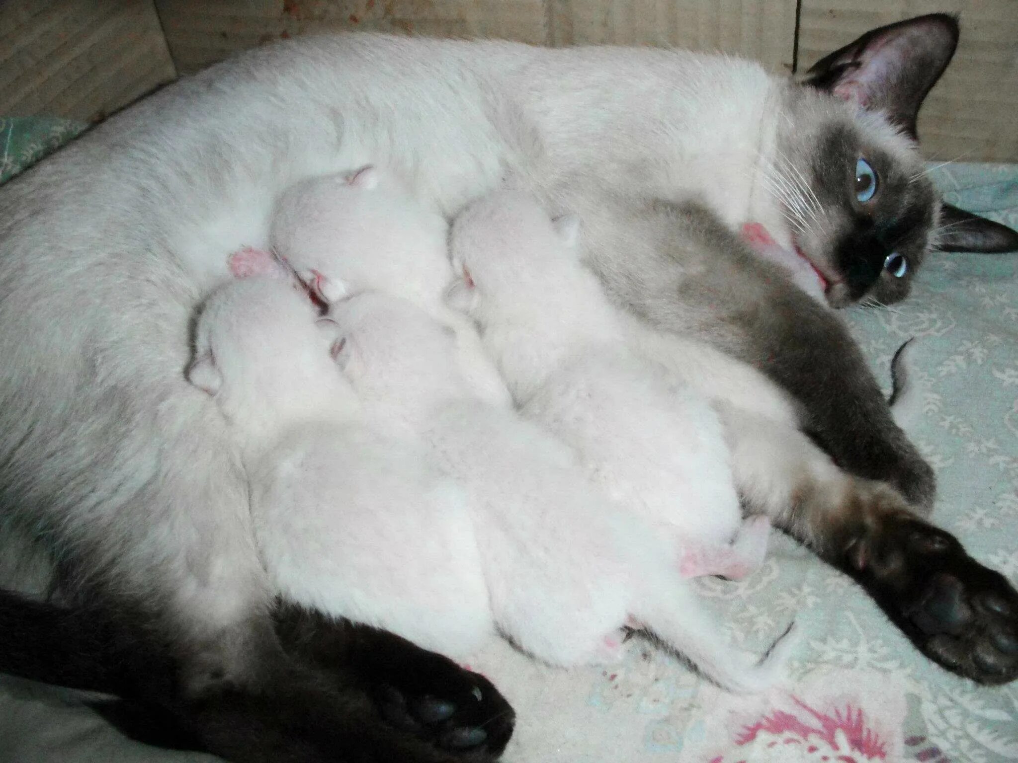Сколько обычно котят у кошки. Сиамские котята Новорожденные. Новорожденные котята сиамской кошки. Сиамские котята рождаются белыми. Сиамская кошка.