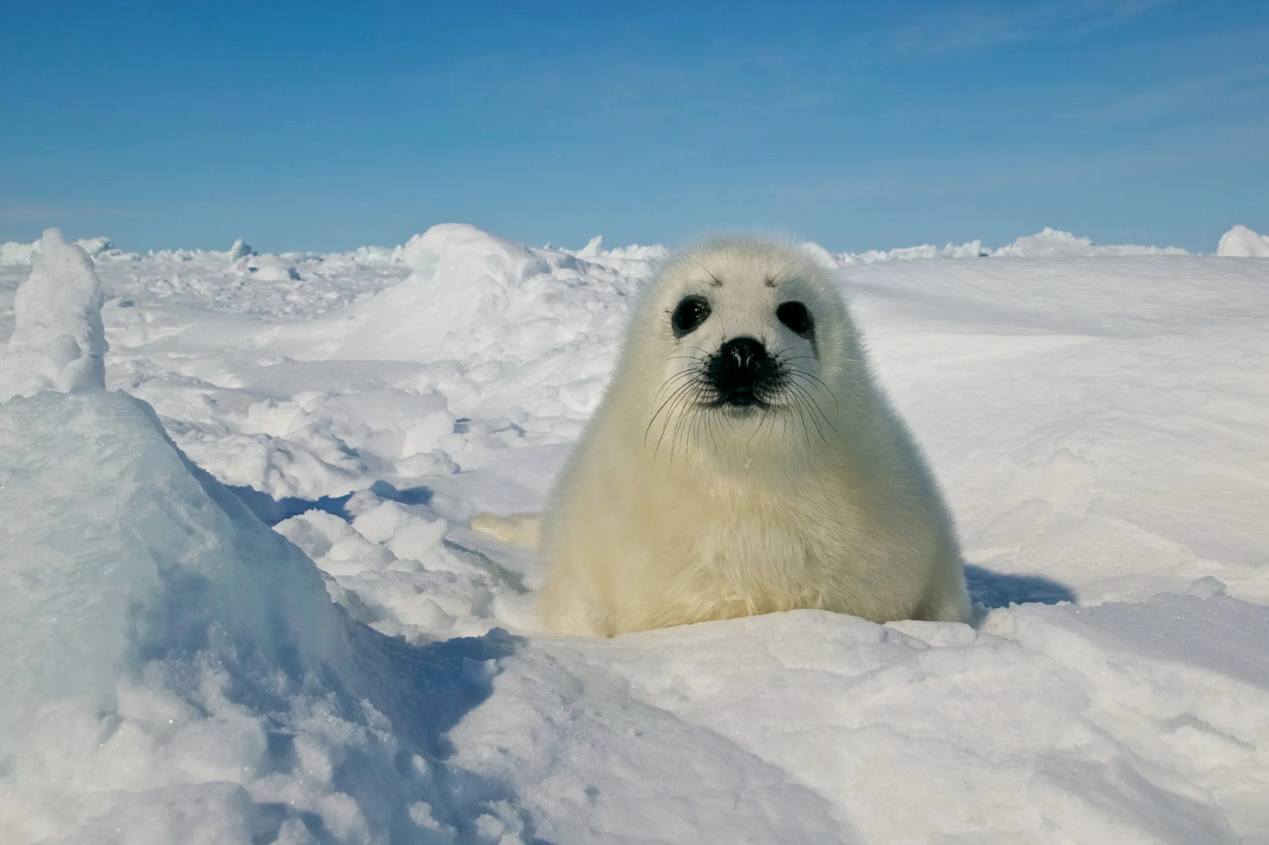 Международный день защиты бельков. Гренландский тюлень. Белый Гренландский тюлень. Белек тюлень. Кольчатая Нерпа Белек.