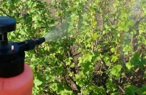 Можно ли опрыскивать смородину кусты