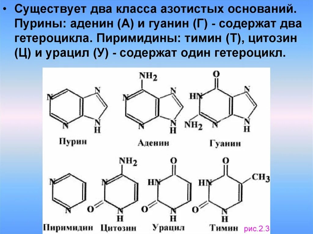 Рнк тимин урацил. Пурин, пиримидин (аденин, гуанин, Тимин, урацил, цитозин) формула. Тимин гуанин цитозин формула. Аденин гуанин цитозин Тимин урацил формулы. Пуриновые основания аденин-Тимин.