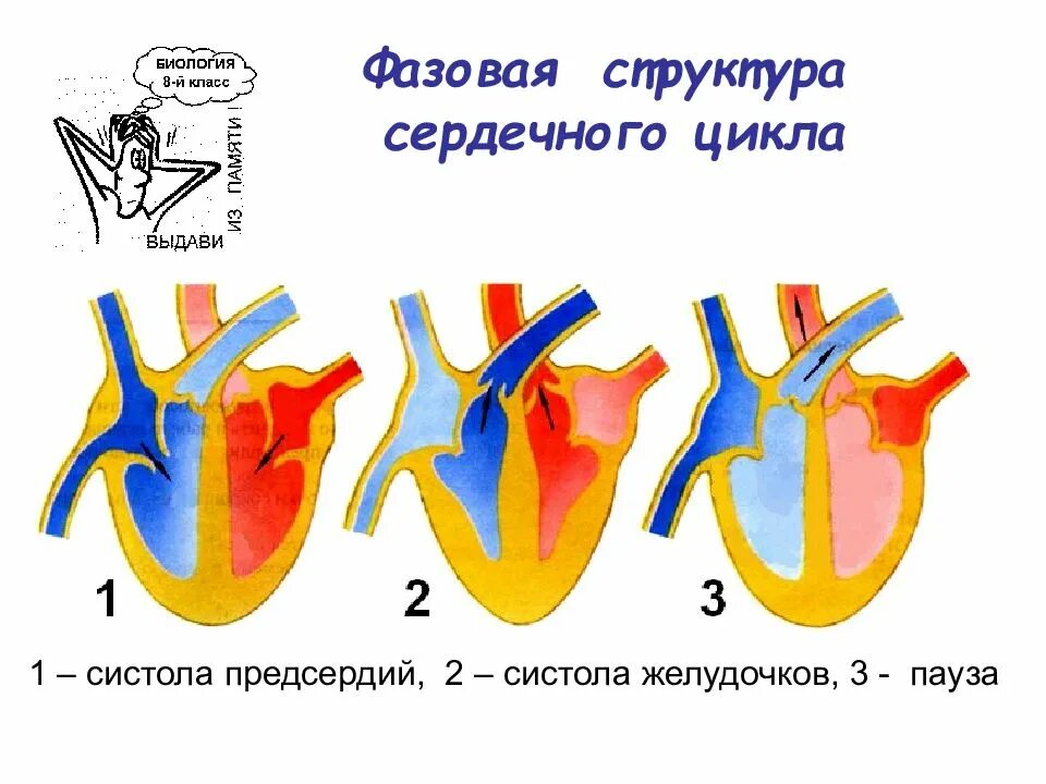 Фазы сердечного цикла схема. Схема иллюстрирующая сердечный цикл. Сердечный цикл систола предсердий. Систола предсердий систола желудочков. Сокращение предсердий в сердечном цикле