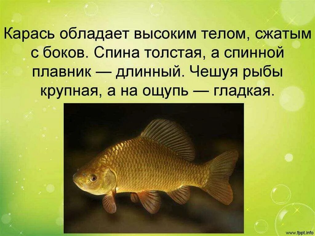 Карась кратко. Карась описание рыбы. Краткая информация о карасе. Доклад про карася.