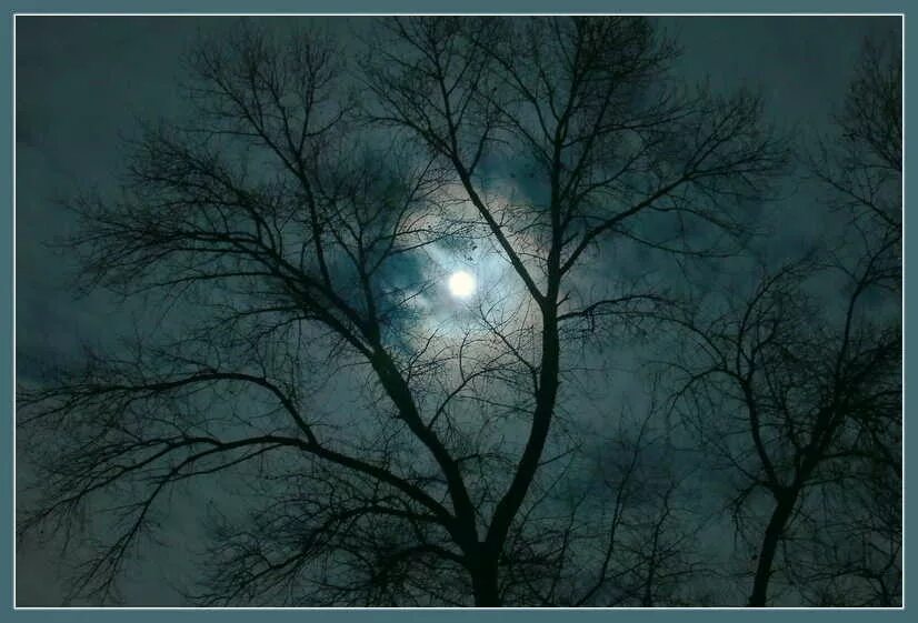 Луна сквозь деревья. Поздняя ночь. Ветви деревьев ночью. Ветка дерева ночью.