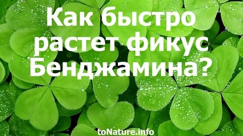 Замочить перец в алоэ