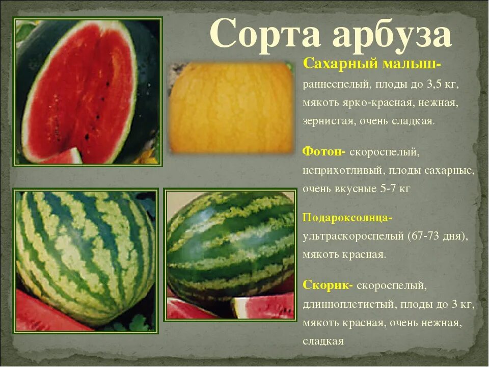 Какой сорт арбузов лучше. Арбузы сорта. Название арбузов. Сорта арбузов названия. Арбуз название сортов.