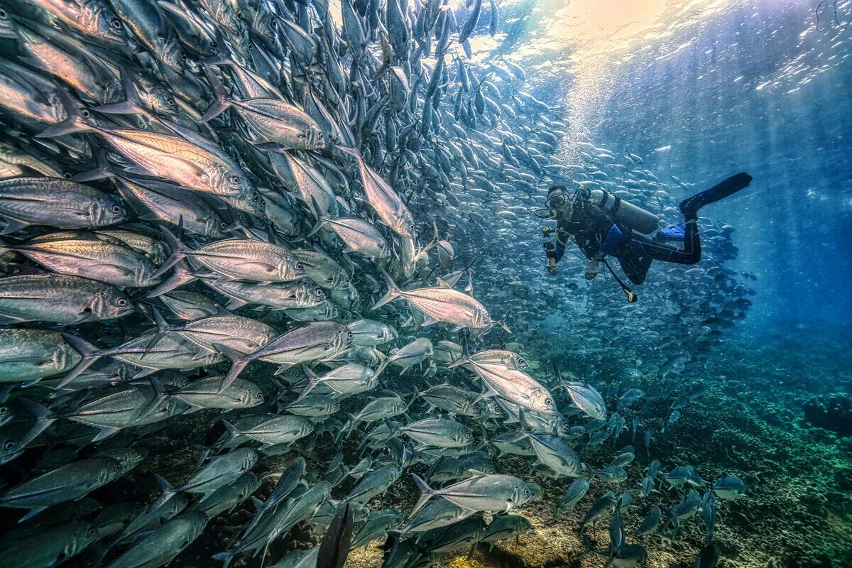 Фотоконкурс sony world photography awards 2020. Лучший мировой. Лучший мировой. Лучший мировой. Фотоработы победители конкурсов.