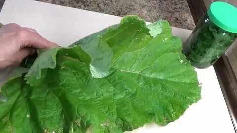 Лечебные свойства лопуха листьев для суставов