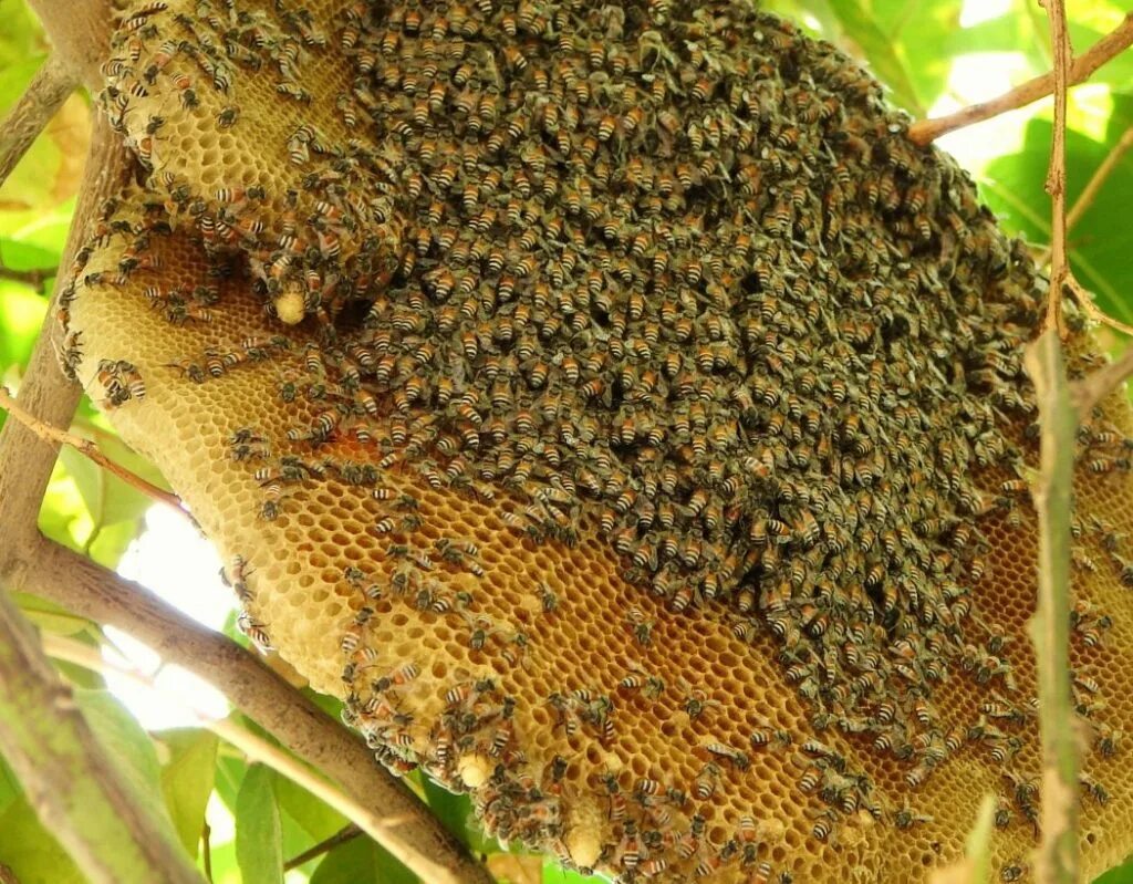 Пчела какая среда обитания. Пчелиное гнездо. Соты диких пчел. Улей пчел в природе. Гнездо лесных пчел.