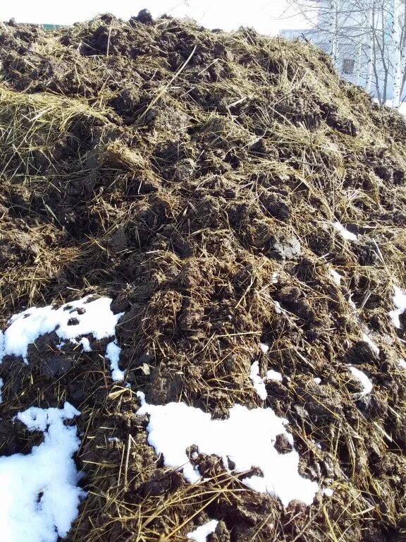 Подстилочный навоз. Навоз коровий. Козий навоз. Козий навоз. Перегной с соломой.