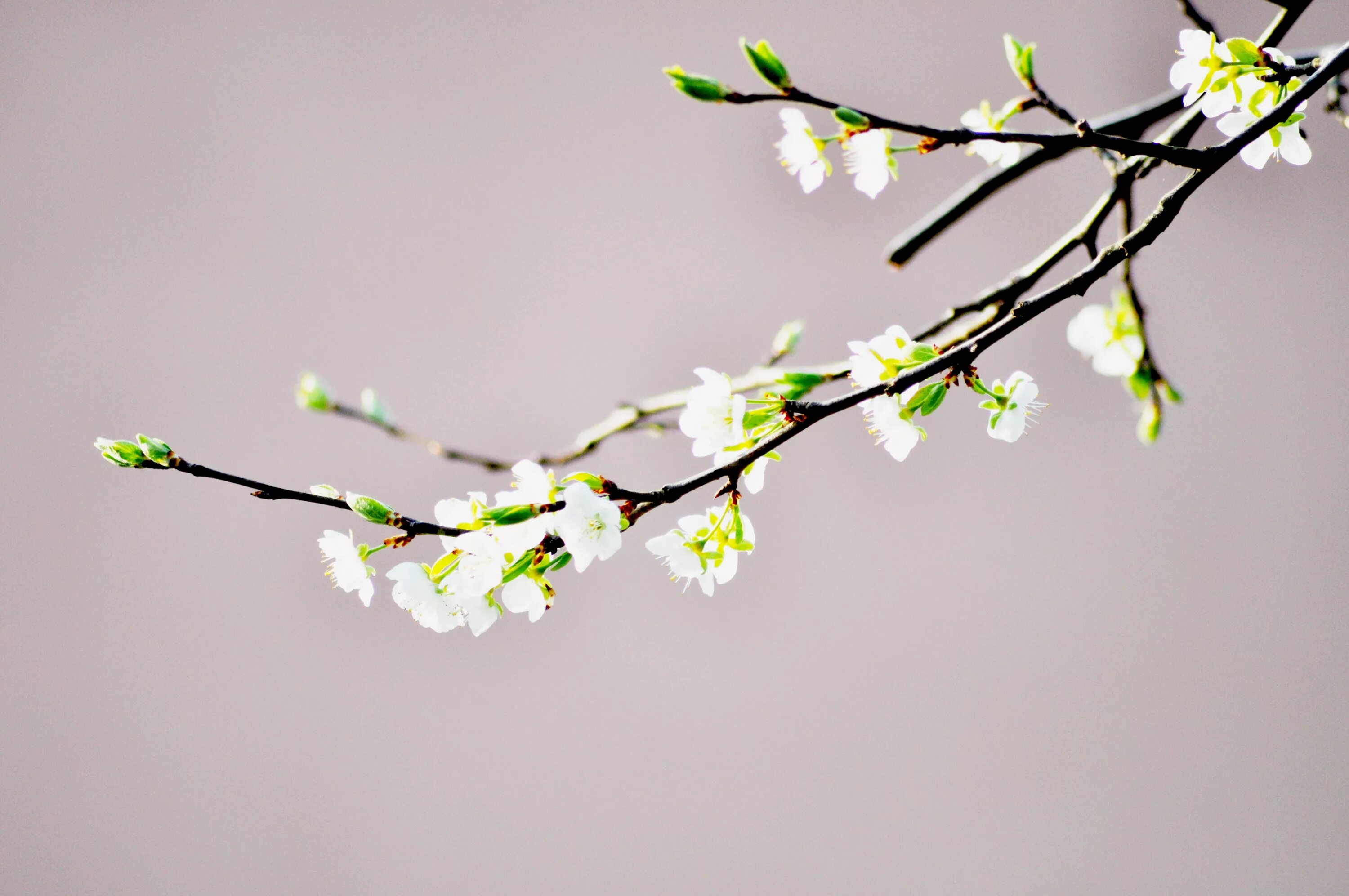 Красивая весна. Ветка. Весенняя ветка. Ранняя весна. Тонкие весенние.