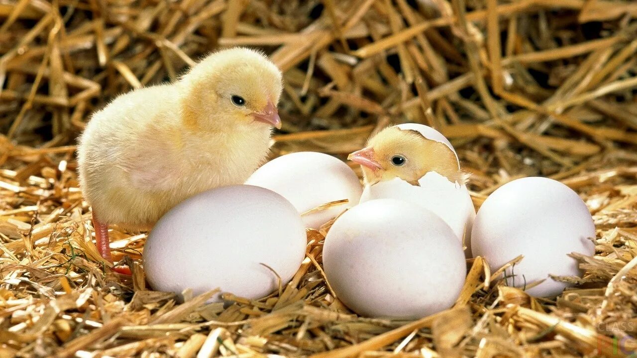 Hatching eggs. Инкубационное яйцо бройлера Кобб 700. Цыплята утята индюшата. Вылупившиеся цыплята. Цыпленок вылупляется.