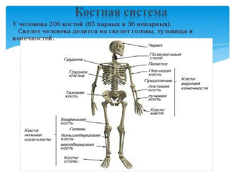 Костная система скелет туловища головы. Биология 8 класс скелет головы и туловища. Kostevaya sistema cheloveka. Скелет головы туловища и конечностей. Самая крупная кость скелета