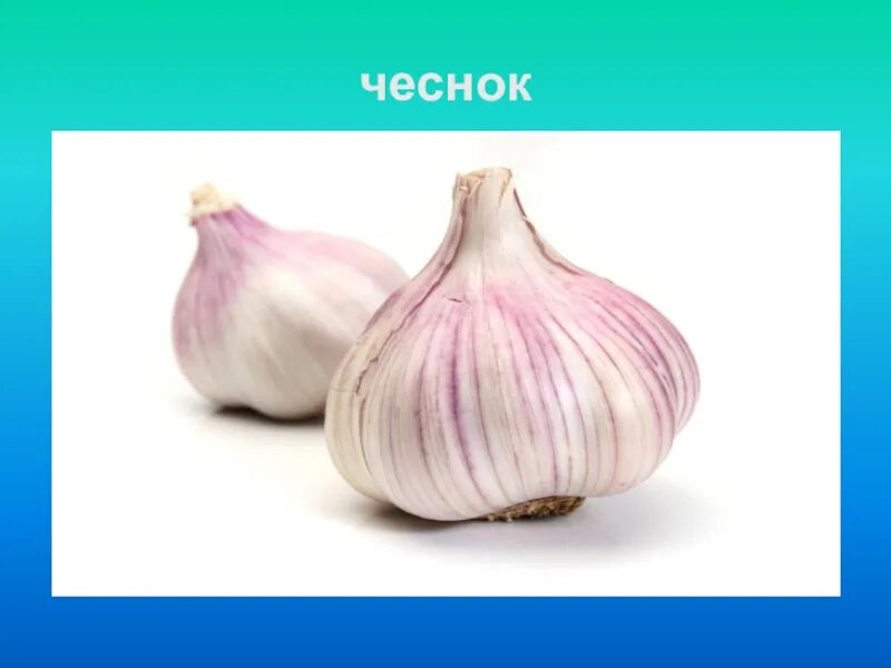 Как будет чеснок по английски. Как будет чеснок по английски