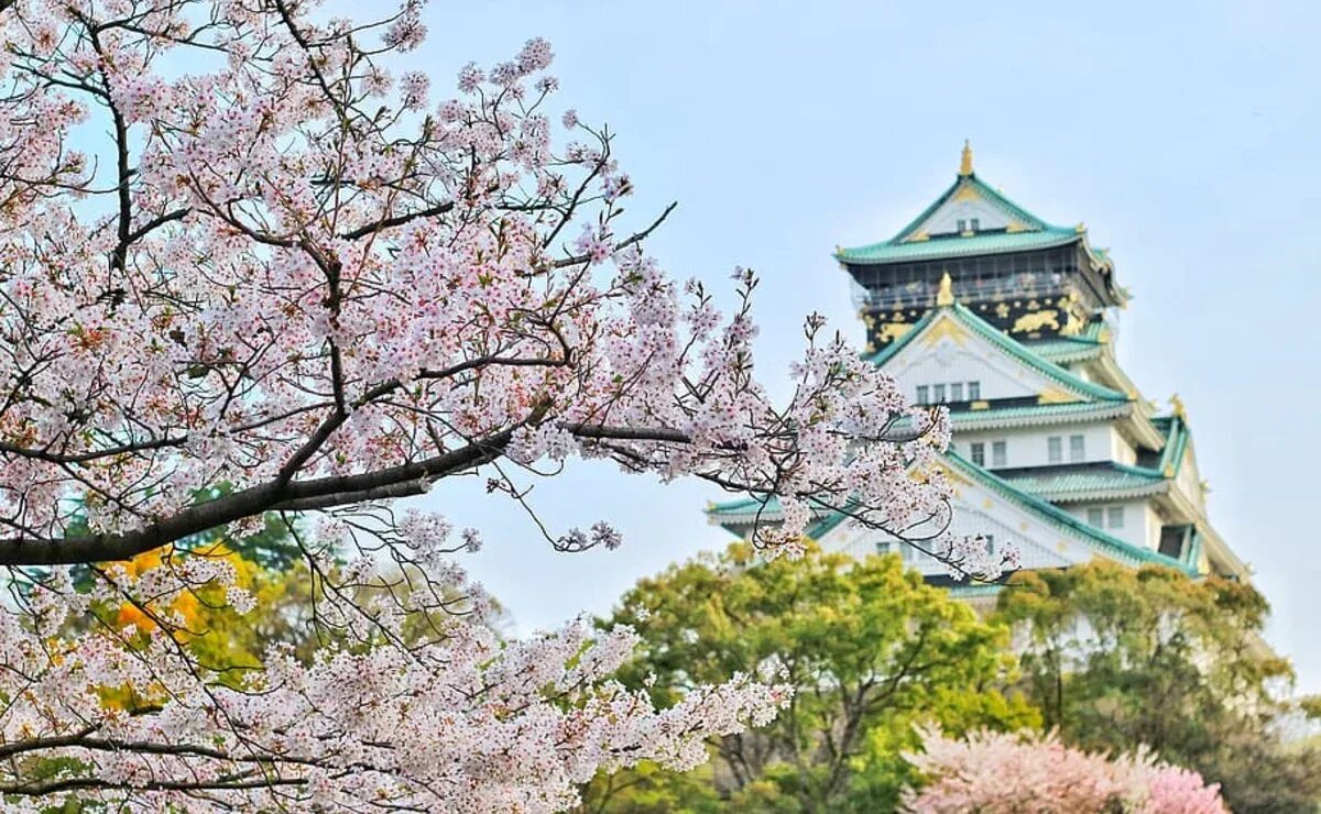 Осака Сакура. Киото цветение Сакуры. Цветение Сакуры Осака. Цветущая Сакура в Осаке.