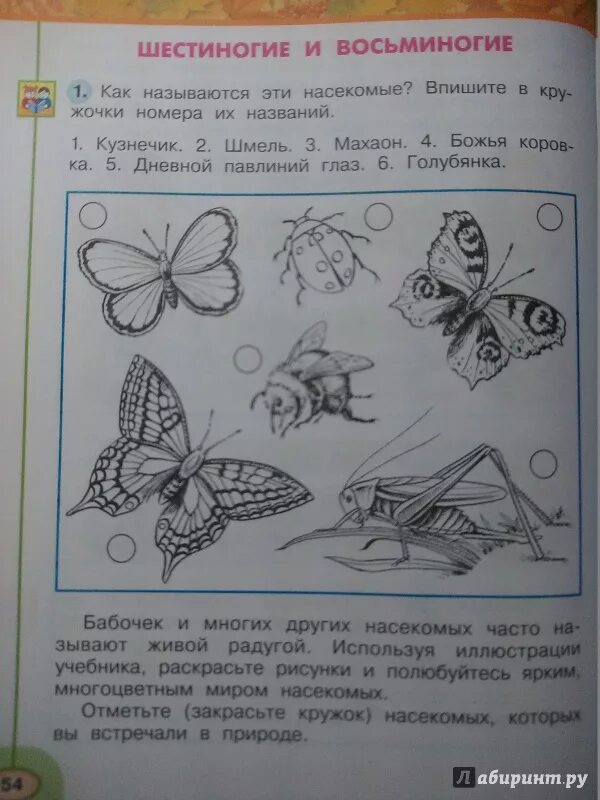 Окружающий мир 2 класс рабочая тетрадь Плешаков насекомые. Окружающий мир 1 класс иллюстрации. Окружающий мир 1 класс 2 часть. Рабочий лист по теме Шестиногие и восьминогие. Окружающий мир 2 класс рабочая тетрадь бабочки