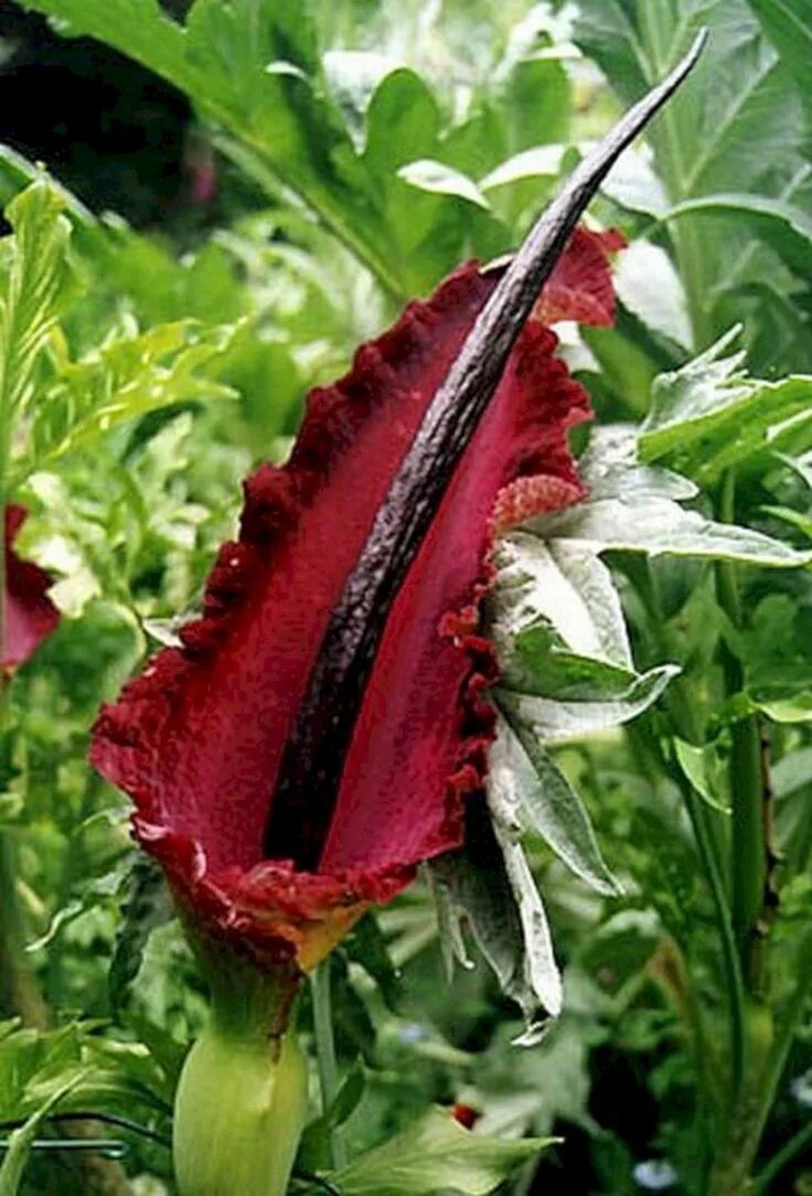 Unique plants. Аронник обыкновенный. Dracunculus vulgaris (Дракункулюс). Средиземноморский Аронник. Аронник Критский.