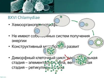 Цикл бактерии
