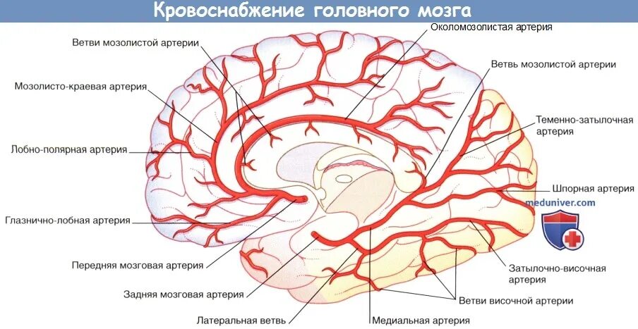 Мозговые артерии головного мозга. Кровоснабжение височной доли головного мозга. Кровоснабжения лобной доли головного мозга. Кровоснабжение головного мозга Вена. Артерии лобной доли головного мозга.