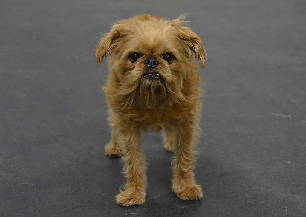 Порода аффенпинчер. Брюссельский гриффон. Пти брабансон черный. Грифон похожие. Пти брабансон.