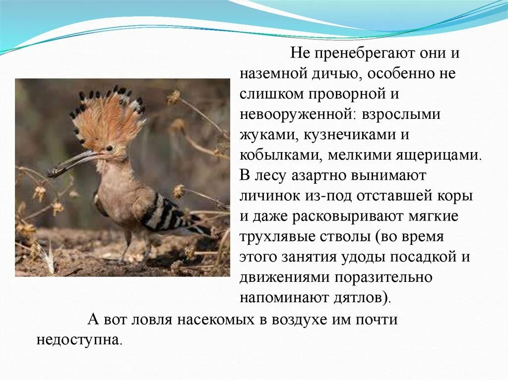 Программа удод. Удод краткое описание. удод презентация. удод интересные факты для детей. удод сообщение кратко.