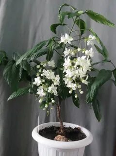 Клеродендрум инерма