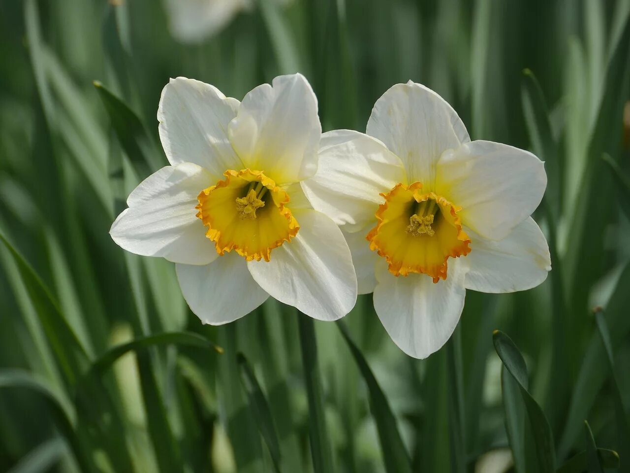 Нарциссы крупно фото. Нарцисс цветок. Нарцисс Арктик Беллз. Daffodil Нарцисс. Нарцисс Гелиос.
